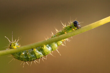 Macro close-up of a box tree moth (Cydalima perspectalis) resting on a green leaf. This invasive species is captured in fine detail. A striking representation of insect life and biodiversity.