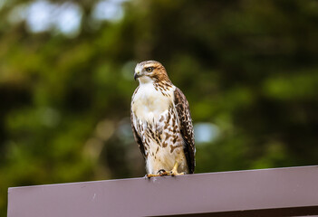 Harlan Hawk
