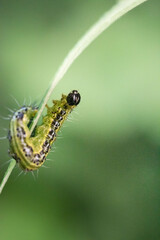 Macro close-up of a Cydalima perspectalis resting on a green leaf. This invasive species is captured in fine detail, showing its white wings with dark borders, body texture.
