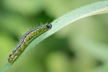 Macro close-up of a box tree moth (Cydalima perspectalis) resting on a green leaf. This invasive species is captured in fine detail, showing its white wings with dark borders, body texture