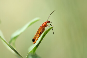 Macro close-up of a Cryptocephalus rugicollis beetle resting on a green leaf. This small leaf beetle is identifiable by its shiny body and rough-textured pronotum. 