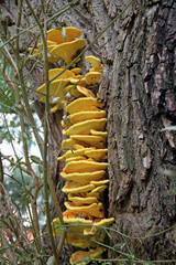 a bright yellow sulfur porling on the bark of an old tree