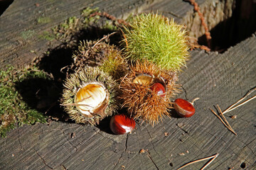 the fruit of the real chestnut, on the forest floor