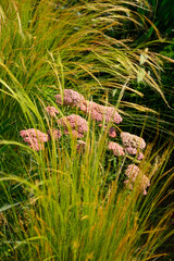 trawa ostnica cieniutka z kwitnącym na rózowo krwawnikiem, ostnica i rózowy krwawnik, Nassella tenuissima, Achillea millefolium, Mexican feather grass and  yarrow © kateej