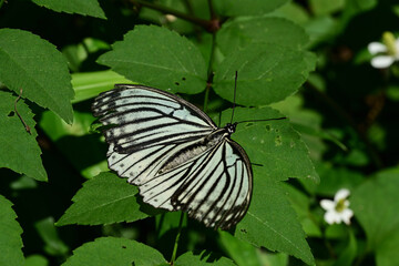 葉にとまるアカボシゴマダラ
