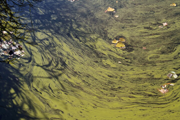 a green film of algae floating on the water of a pond