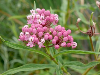 Swamp Milkweed in Bloom at Pella Crossing Trail, Longmont, Colorado