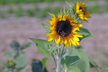 A sunflower with a bee in the sunlight casts its shadow