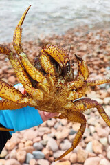 presentation of a large crab Eriphia verrucosa on camera, belly side view, water background....