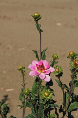 Dahlias or georgines in full bloom in the sunshine