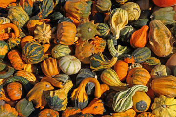 bright pumpkin fruit in the field in autumn in the sunlight