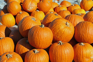 bright pumpkin fruit in the field in autumn in the sunlight