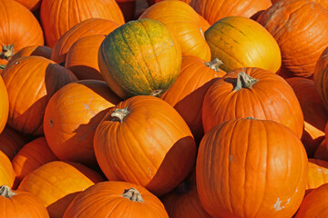 bright pumpkin fruit in the field in autumn in the sunlight