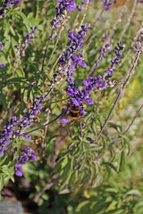 a hungry bumblebee captured on a flowering sage plant outdoors