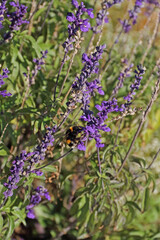 a hungry bumblebee captured on a flowering sage plant outdoors