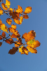 a branch with autumn-colored foliage of a German oak tree in the sunlight