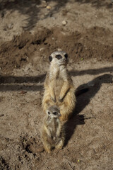 Meerkat in the midday sun with young animal sitting on a stone