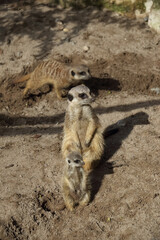 Meerkat in the midday sun with young animal sitting on a stone