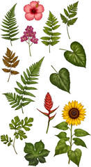 Illustration of Tropical Flowers and Fern Leaves on Black Background