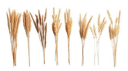 Golden Wheat Stalks Collection Isolated on White Background