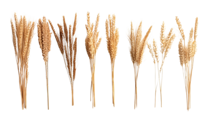 Golden Wheat Stalks Collection Isolated on White Background