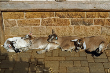 Young domestic goat relaxing in the sun dozing