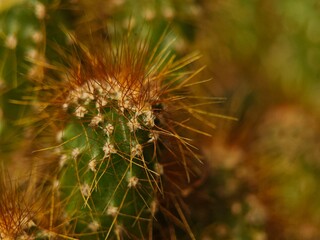 CloseUp of a Green Cactus with Golden Spines in Soft Focus.