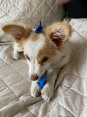 chihuahua dog lying on bed