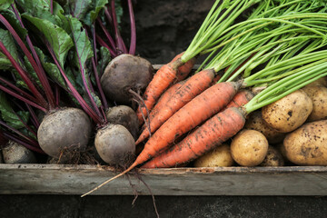Autumn harvest of organic root vegetables in wooden box in garden close up. Freshly harvested...