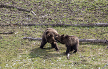Grizzly Bear Sow and Her Cubs in Yellowstone National Park Wyoming in Spring