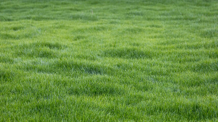 Lush green grass field with soft waves beneath the sunlight on a bright day