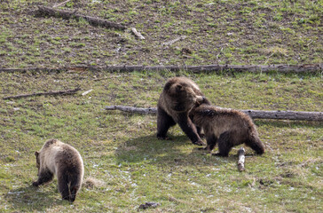 Grizzly Bear Sow and Her Cubs in Yellowstone National Park Wyoming in Spring