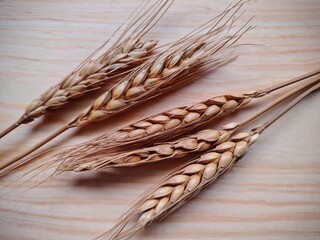 Golden Wheat Stalks on Light Wood Grain Background Rustic Still Life.