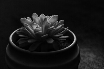 Monochrome Still Life Succulent in Pot Dark Background Artistic Composition.