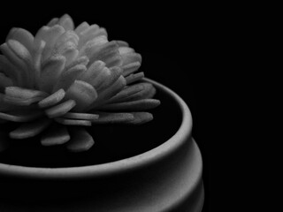Monochrome Succulent Stark Beauty in Ceramic Pot Against Black Backdrop.