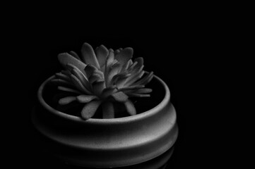 Monochrome Succulent Still Life Dramatic Lighting on Potted Plant.