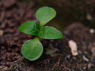 Tiny Green Sprout Emerging from Dark Earth CloseUp of New Life.