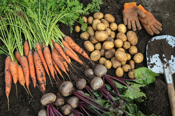 Autumn harvest of fresh raw carrot, beetroot and potato on soil ground in garden with shovel and gloves, top view, close up. Organic vegetables background, harvesting