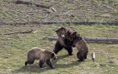 Grizzly Bear Sow and Her Cubs in Yellowstone National Park Wyoming in Spring
