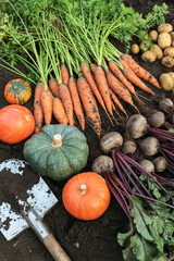 Autumn harvest of fresh raw carrot, beetroot, pumpkin and potato on soil ground in garden with shovel. Organic vegetables background, harvesting