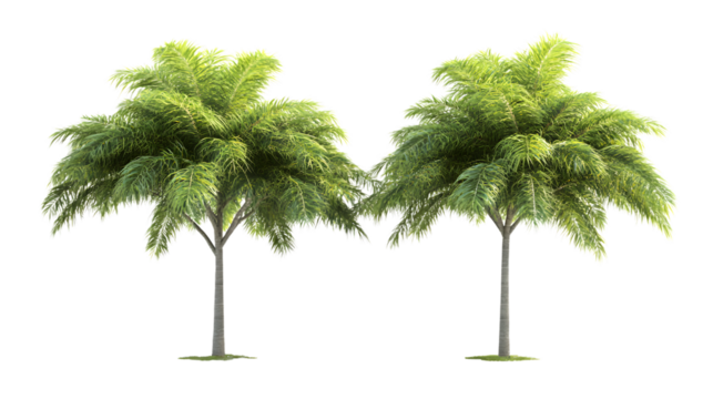 Tropical Trees Isolated on White Background for Landscape Designs and Print Materials