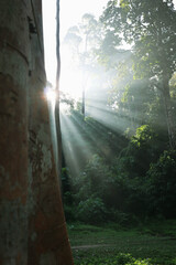 Morning sunrays in the woods