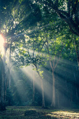 Morning sunrays in the woods