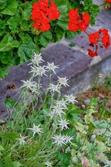 edelweiss, Sauris, Friuli-Venezia Giulia, Italy, Europe, 12 July 2025