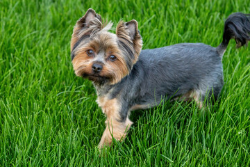 Yorkshire Terrier exploring lush green grass in a sunny outdoor setting during spring afternoon
