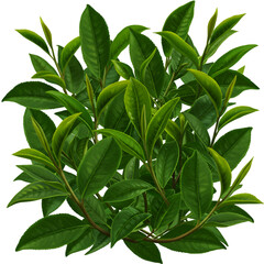 Obraz premium Glossy Green Tea Leaves Illustration on Black Background