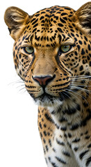 Realistic Photo of a Leopard's Face with Green Eyes
