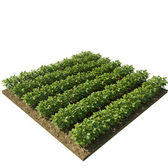 Realistic Photo of a Farm with Green Rows of Plants