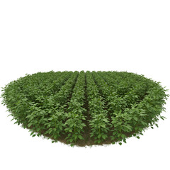 Fresh Plant, Illustration of Lush Green Crops Growing Isolated on Black Background