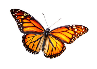 Obraz premium detailed close up of monarch butterfly wings